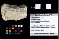 Foto (Objekt + Etikett) von Goniodromites sp.  (NHMW-GEO-1990-0041-4000)